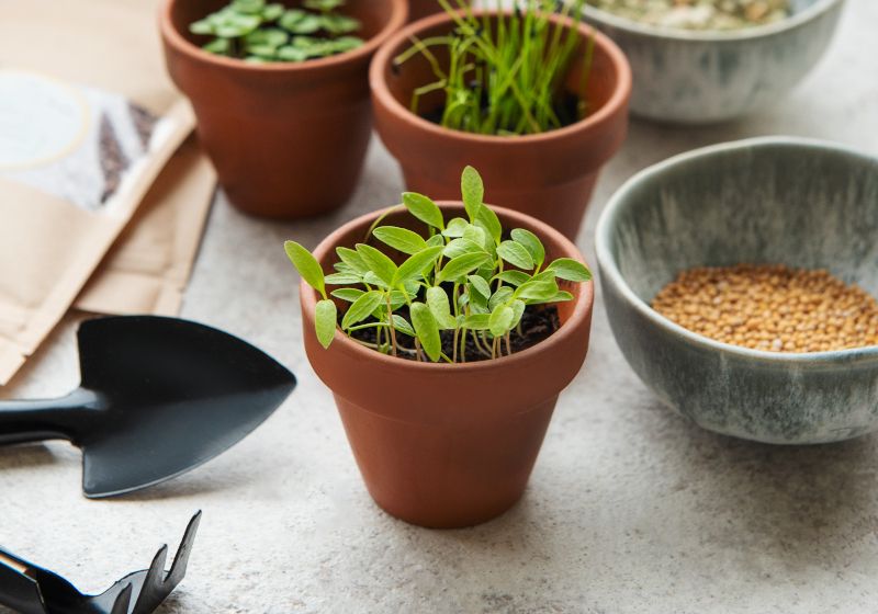 Plantas, macetas, semillas y herramientas de jardinería.